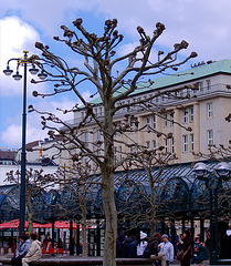 Weird tree at the town-hall place