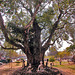 Bodhi tree at Phra That Phanom temple