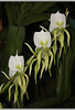 Orchidacea Angraecum eburneum var. superbum