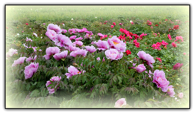 Pivoine arbustive rose  (2)