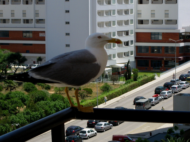 Algarve, Praia da Rocha, seagull at the balcony
