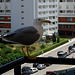 Algarve, Praia da Rocha, seagull at the balcony