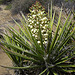 Yucca Bloom (4587)