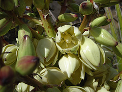 Yucca Bloom (4588)