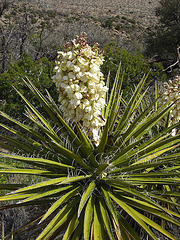 Yucca Bloom (4589)