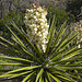Yucca Bloom (4589)