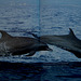 Pantropical spotted dolphins, S. Tomé e Príncipe, 2005