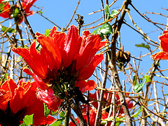 Tulpenbaum  auf La Palma