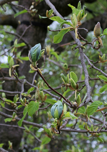 Magnolia acuminata Acci