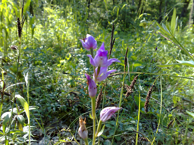 Orchidée du Quercy