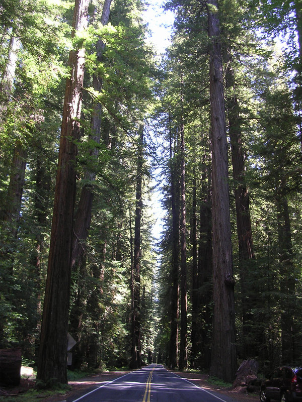 Redwoodallee