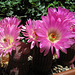 Cactus Flowers (0792)