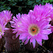 Cactus Flowers (0793)
