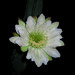 Cereus Bloom (0791)