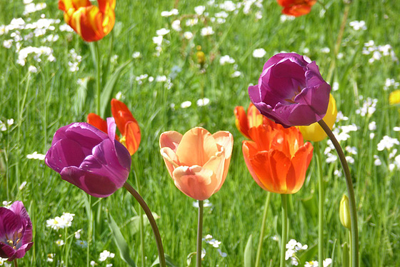 Tulpen in Wehlen - Sachsen