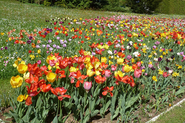 Tulpen in Wehlen