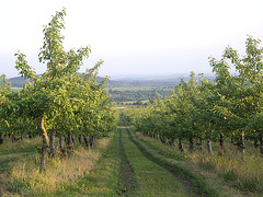 Apfelplantagen am Rande des Böhmischen Beckens