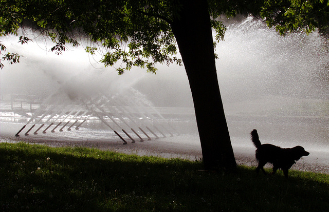 Fountain with dog