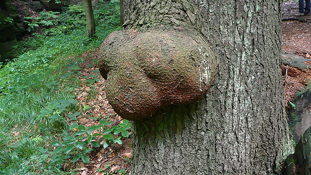 Kobolde  in Baum und Stein - koboldo - goblin - trasgo