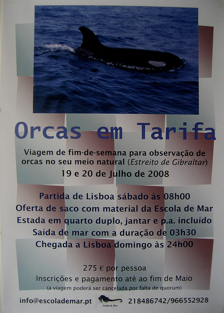 Escola de Mar "School of Sea", Orcas in Tarifa (Spain), 19/20 July 2008