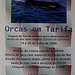 Escola de Mar "School of Sea", Orcas in Tarifa (Spain), 19/20 July 2008
