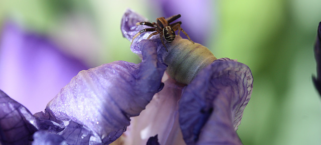 araignée sur l'iris
