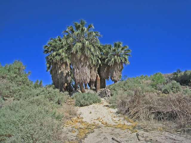 Willow Hole Oasis (0967)