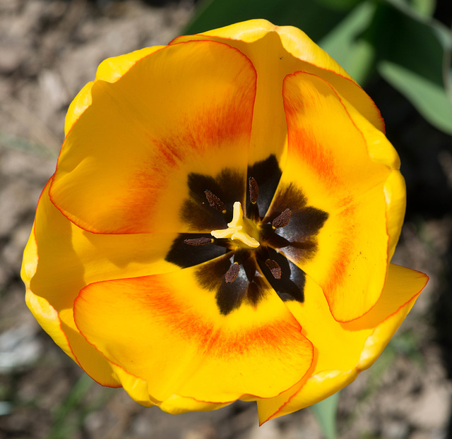 Macro sur le coeur d'une tulipe...