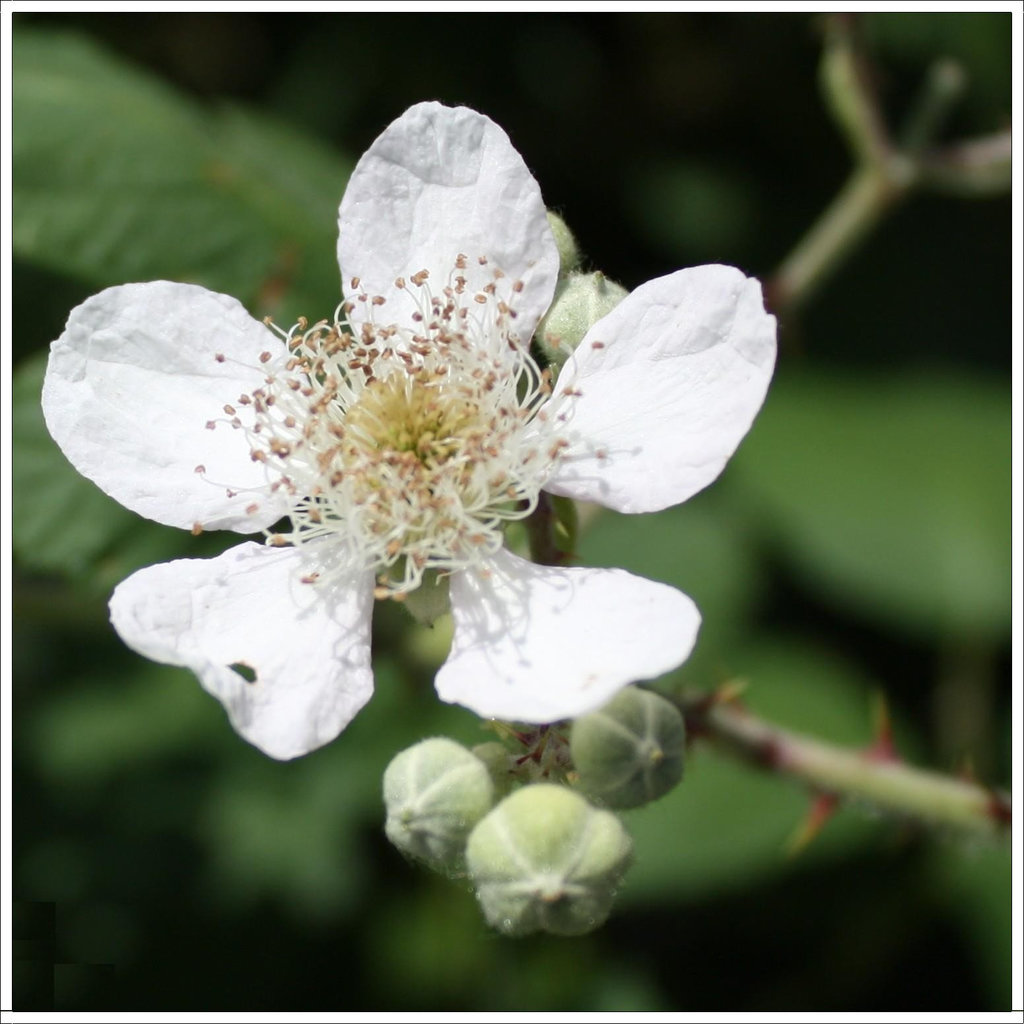 Brombeere / Rubus fragaria vesca