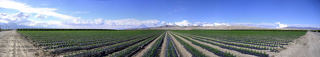 Pepper Field Panorama