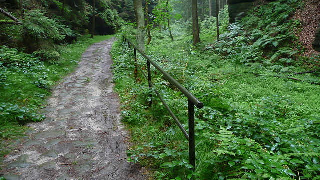 Waldidylle - Uttewalder Grund