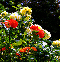 Roses in the backyard