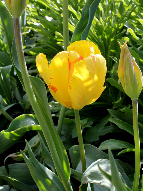Tulipe Perroquet jaune