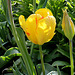Tulipe Perroquet jaune