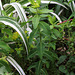 Euphorbia polychroma