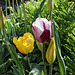 Tulipe 'Rem's Favorite' et Perroquet jaune