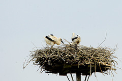 Storch11