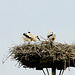 Storch11