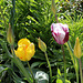 Tulipe 'Rem's Favorite' et Perroquet jaune (2)