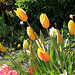 Tulipes 'Long Lady'