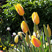Tulipes 'Long Lady' (2)