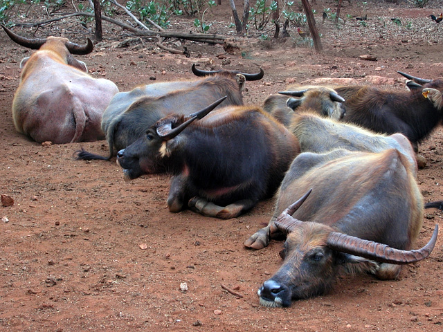 Buffalos in Wat Pa Luangta Bua