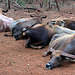 Buffalos in Wat Pa Luangta Bua