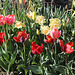 Tulipes Perroquets (2)