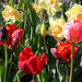 Tulipes Perroquets (3)