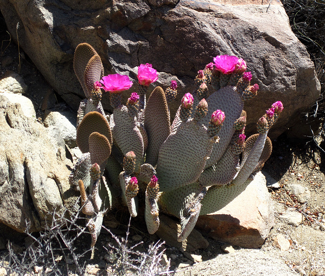 Cactus Flower (4647)