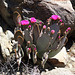Cactus Flower (4647)