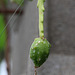 Fruit de Cryptocereus anthonianus