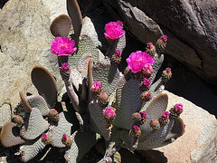 Cactus Flower (4648)