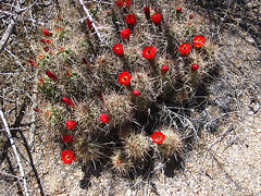 Cactus Flower (4649)